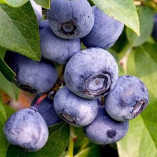 Голубика высокорослая Мидер 