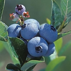 Голубика высокорослая Поларис 