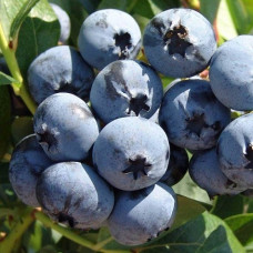 Голубика высокорослая Сиерра 