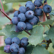 Ирга ольхолистная Мартин (Серия Северный Сад) 