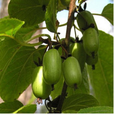 Актинидия коломикта Рекорд