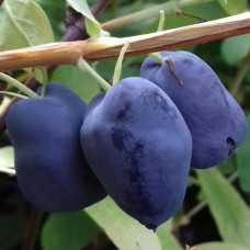 Жимолость съедобная Бореал Бьюти 