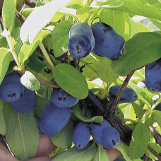 Жимолость съедобная Хонеби 