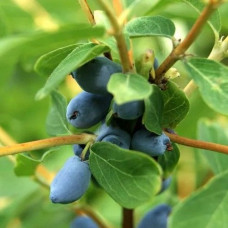 Жимолость съедобная Кокетка (Серия Северный Сад) 
