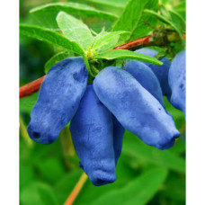 Жимолость съедобная Уссульга (Серия Северный Сад) 