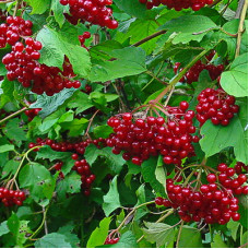 Калина красная Белорусская 3-21