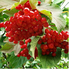 Калина красная Дачная