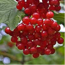 Калина Красная Гроздь 