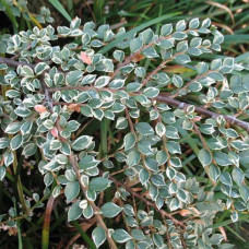 Кизильник атропурпуреа Вариегатус 