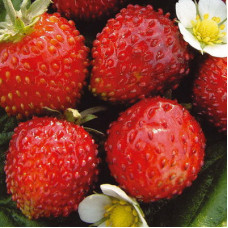 Земляника Александрина
