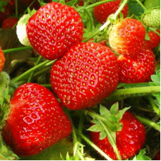 Клубника Альфа