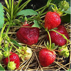 Клубника Даренка