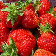 Клубника Эстафета