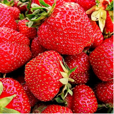 Клубника Холидей