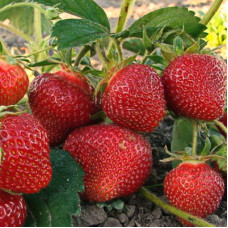 Клубника Юния Смайдс