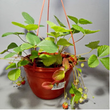 Земляника (клубника) садовая в кашпо подвесном