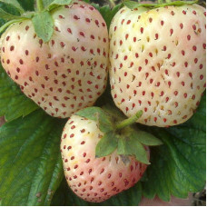 Клубника Швед