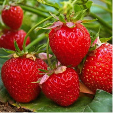 Клубника Трибьют