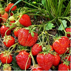 Клубника Кубата