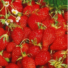 Земляника Мечта