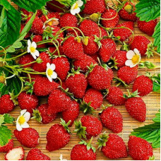 Земляника Али-Баба