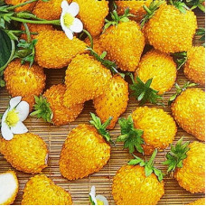 Земляника Золотой десерт