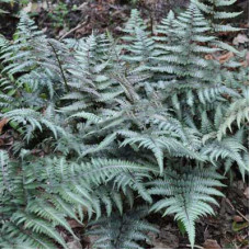 Кочедыжник ниппонский Ред Бьюти