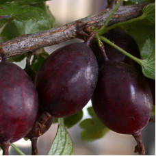 Крыжовник Куйбышевский