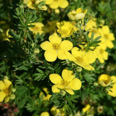 Лапчатка кустарниковая Цитрус Тарт