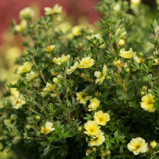 Лапчатка кустарниковая Лемон Меренга