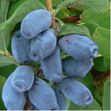 Жимолость съедобная Ленарола