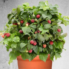 Малина Бонбонберри Ямми 