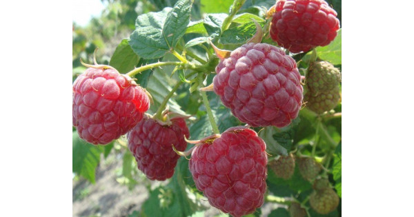 Малина ремонтантные сорта Брусиловская купить в интернет-магазине ...