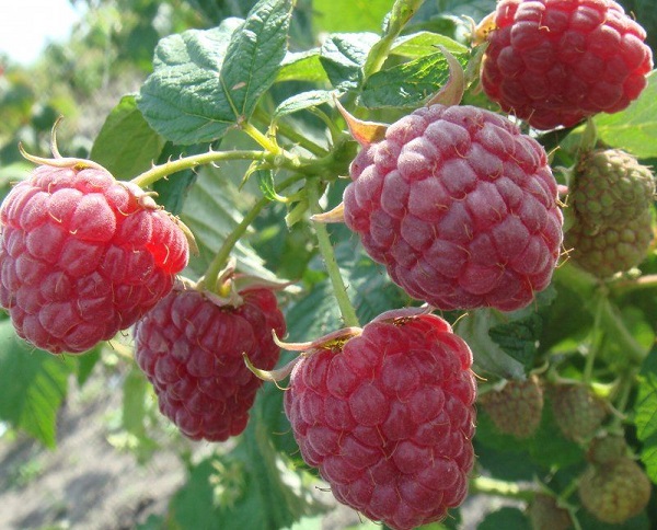 Малина ремонтантные сорта Брусиловская купить в интернет-магазине ...