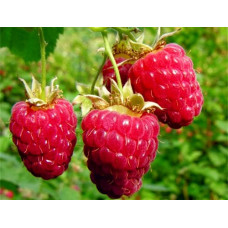 Малина ремонтантные сорта Брусвяна