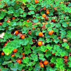 Малина декоративная Бетти Эшбернер