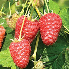 Малина ремонтантная Джоан Джи 