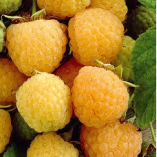 Малина ремонтантная  Желтый пингвин 