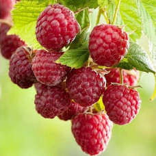 Малина ремонтантная Люкс Малиновая гряда 