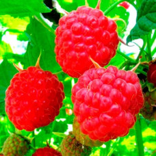 Малина Мишутка