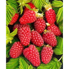Малина ремонтантная Люкс Похвалинка 