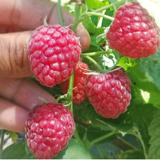 Малина ремонтантная Примара 