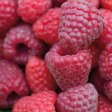 Малина ремонтантная Зюгана 