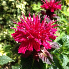 Монарда гибридная Файрболл