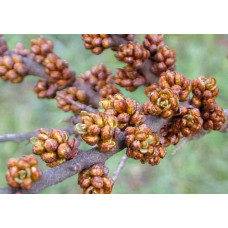 Облепиха (мужской, опылитель) 