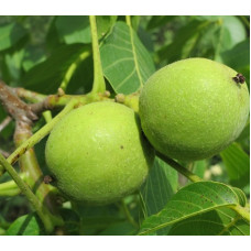 Орех грецкий Региа 