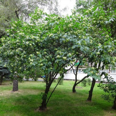 Птелея трехлистная