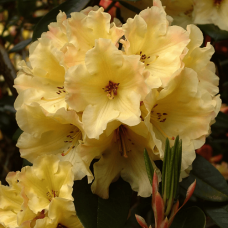 Рододендрон гибридный Голдфорт