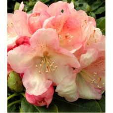 Рододендрон гибридный Лачсголд