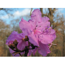 Рододендрон остроконечный